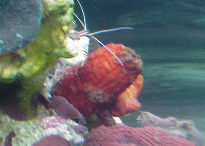  Cliona delitrix (Red Boring Sponge)